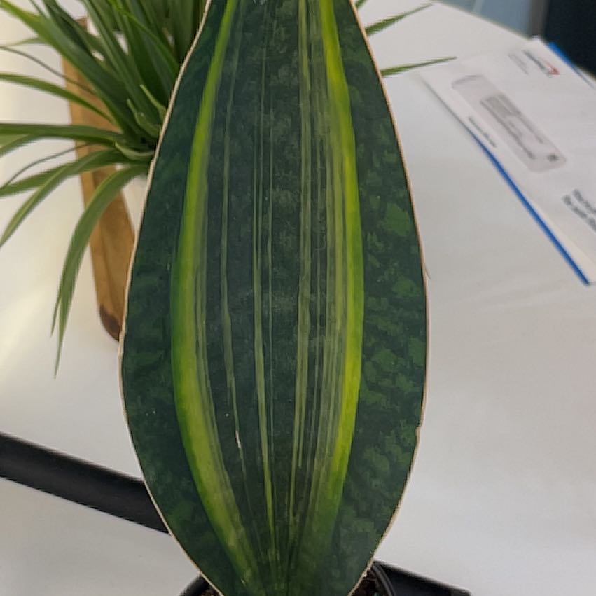 Photo of the plant species Variegated Whale Fin by @CozyBiglaurel named Leaf Erickson on Greg, the plant care app