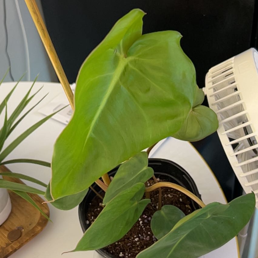 Photo of the plant species Philodendron billietiae x gloriosum by @CozyBiglaurel named Orwell 2 on Greg, the plant care app