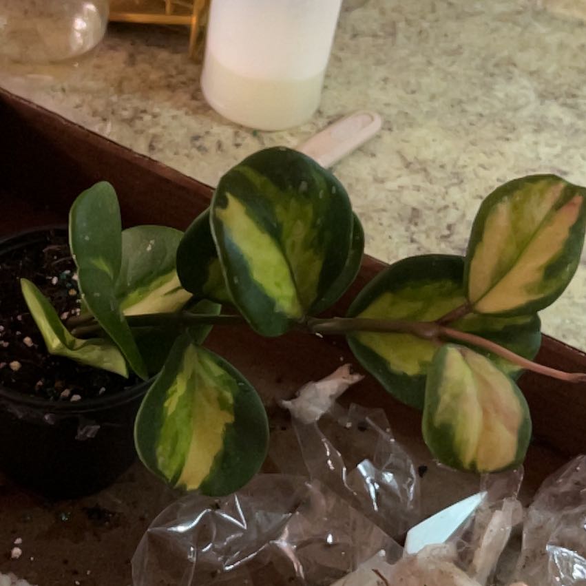 Photo of the plant species Hoya Obovata Variegated by @CozyBiglaurel named Forrest on Greg, the plant care app