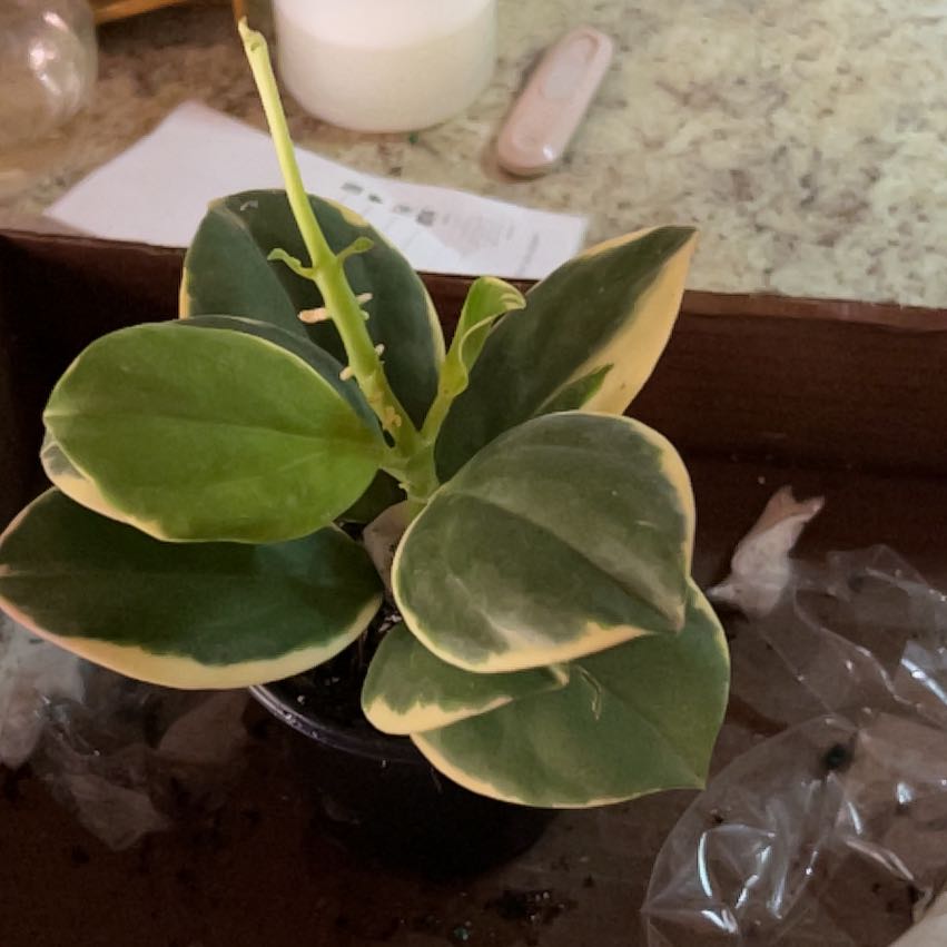 Photo of the plant species Variegated Hoya Pachycleda by @CozyBiglaurel named Austen on Greg, the plant care app