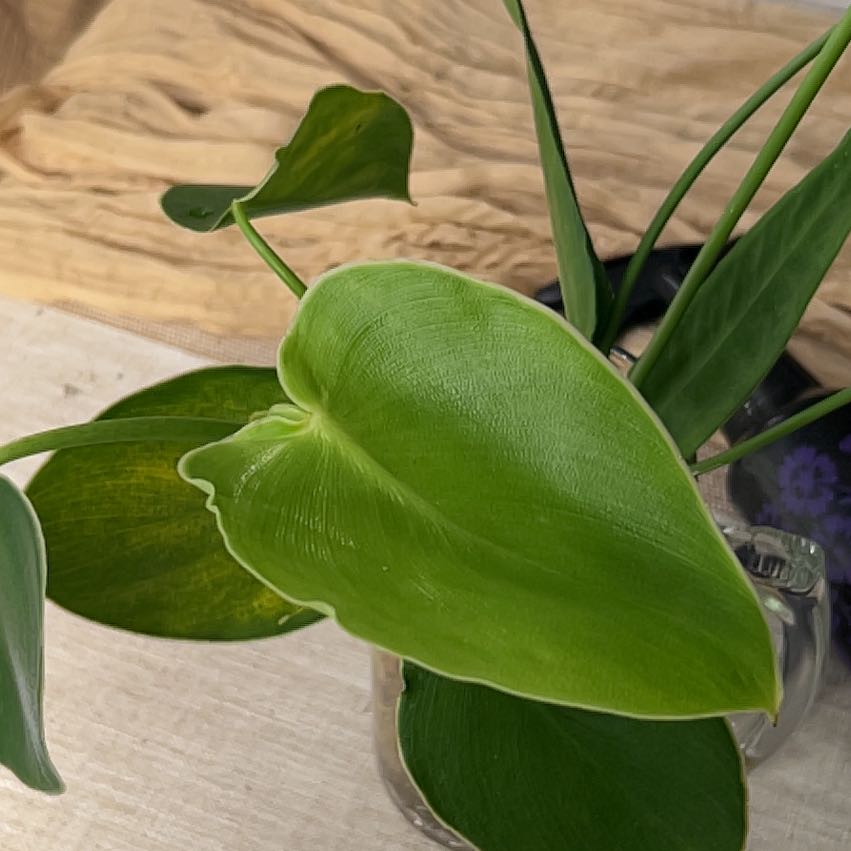 Photo of the plant species Pigskin Philodendron by @CozyBiglaurel named Orlando Bloom on Greg, the plant care app