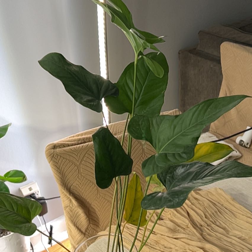 Photo of the plant species Anthurium Pedatum by @CozyBiglaurel named Gobi on Greg, the plant care app