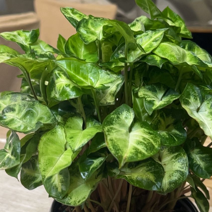 Photo of the plant species Syngonium Godzilla by @CozyBiglaurel named Terra on Greg, the plant care app