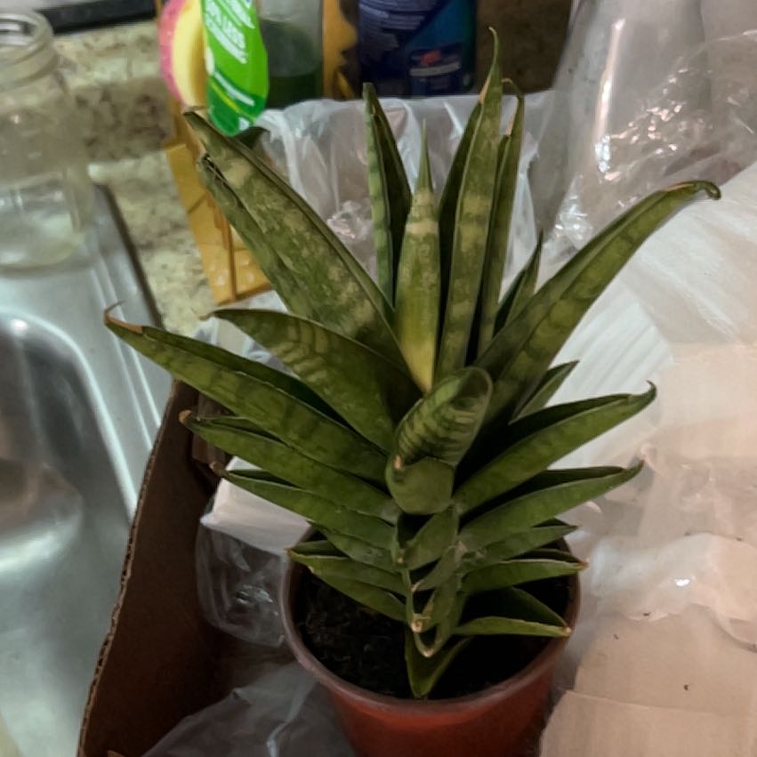 Photo of the plant species Tower Thai by @CozyBiglaurel named Sherlock on Greg, the plant care app