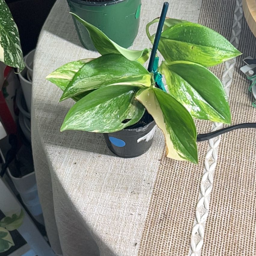Photo of the plant species Variegated Scindapsus by @CozyBiglaurel named Bieber on Greg, the plant care app