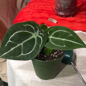 Anthurium forgetii x crystallinum Plant Care: Water, Light