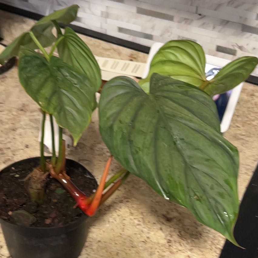 Photo of the plant species Philodendron 'McDowell' by @CozyBiglaurel named Lebron on Greg, the plant care app