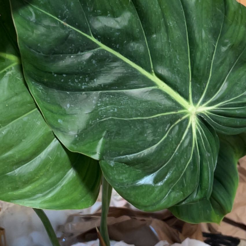 Photo of the plant species Philodendron sp Colombia by @CozyBiglaurel named Stella on Greg, the plant care app