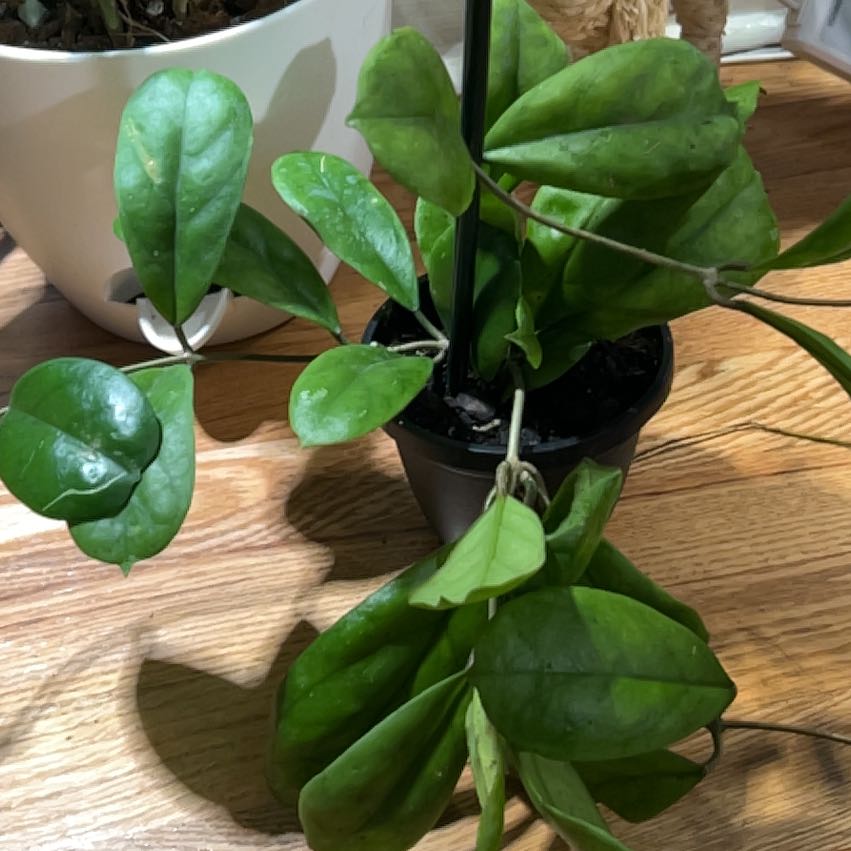 Photo of the plant species Hoya Viola by @CozyBiglaurel named Bruce Lee on Greg, the plant care app