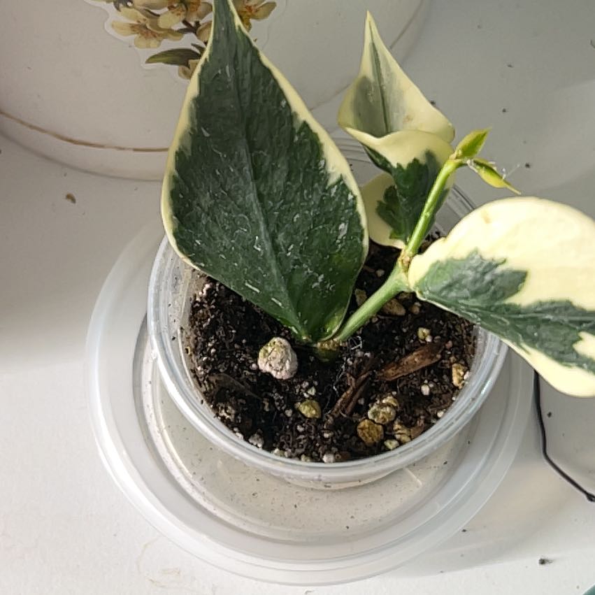 Photo of the plant species Hoya Poly Albo by @CozyBiglaurel named Cleopatra on Greg, the plant care app