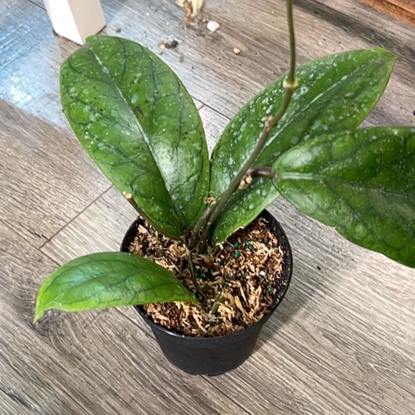 Photo of the plant species Hoya purpureofusca by @CozyBiglaurel named Walt Hoya AH0001#7 on Greg, the plant care app