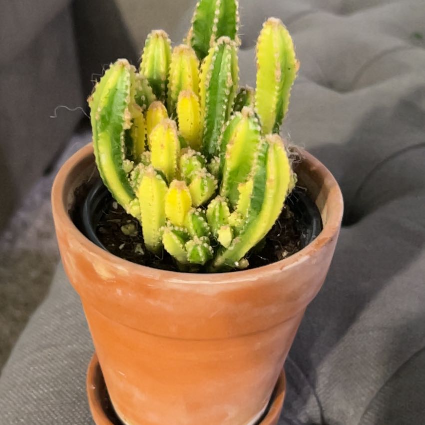 Photo of the plant species Variegated Fairy Castle by @CozyBiglaurel named Fernie Mercury on Greg, the plant care app