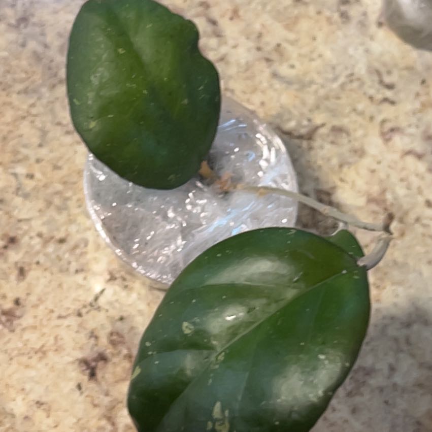 Photo of the plant species Hoya Joy by @CozyBiglaurel named Elina Joy Splash Hoya on Greg, the plant care app