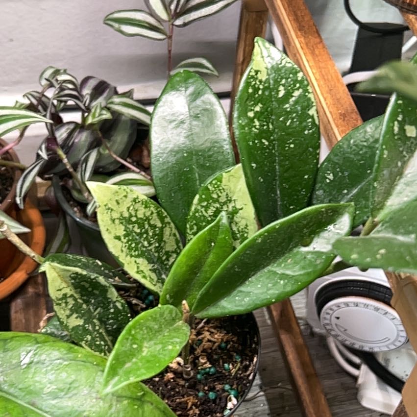 Photo of the plant species Hoya AH-074 by @CozyBiglaurel named Harper on Greg, the plant care app