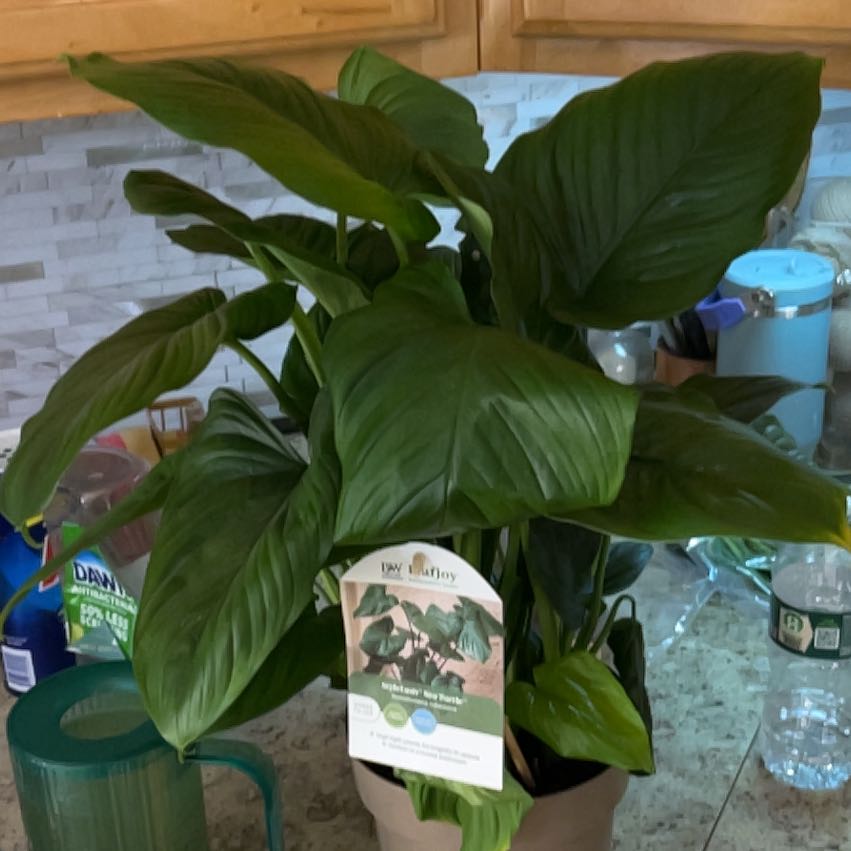 Photo of the plant species sunshine gem by @CozyBiglaurel named Tree Diddy Sea Turtle on Greg, the plant care app