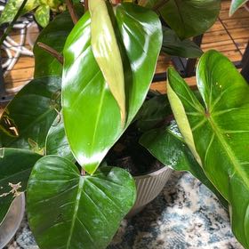 Photo of the plant species Red Emerald Philodendron by @CozyBiglaurel named Nemo on Greg, the plant care app