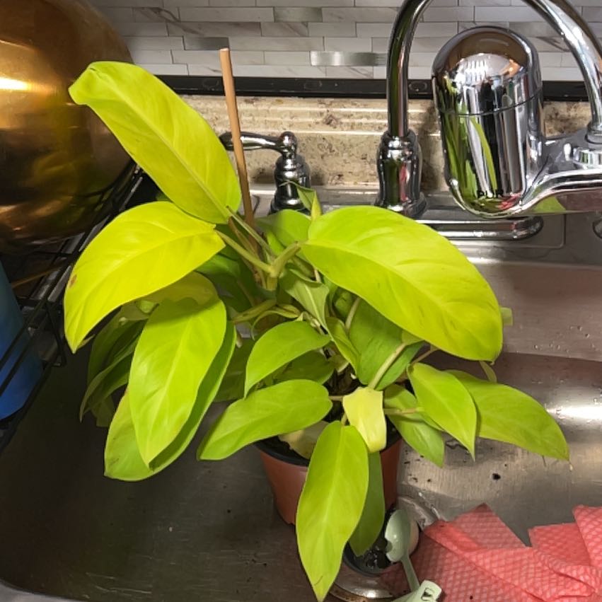 Photo of the plant species Philodendron ‘Ceylon Beauty’ by @CozyBiglaurel named Dolores on Greg, the plant care app