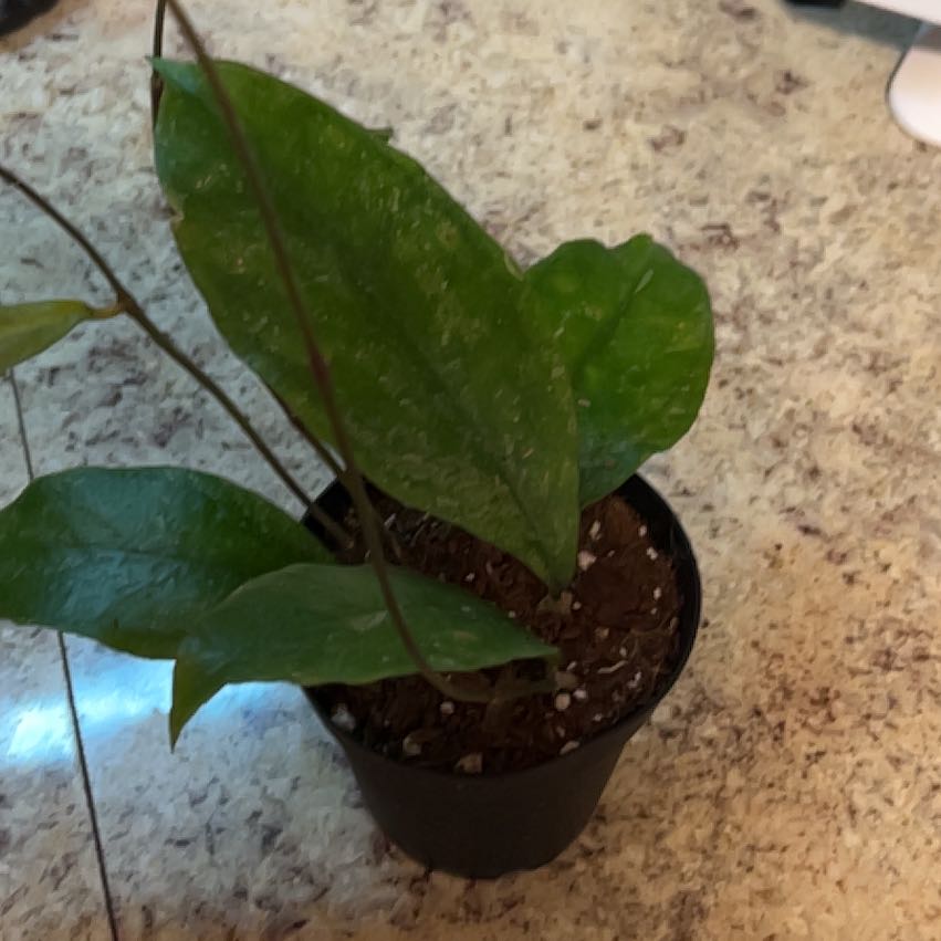 Photo of the plant species Hoya Chicken Farm by @CozyBiglaurel named Doja Cat on Greg, the plant care app