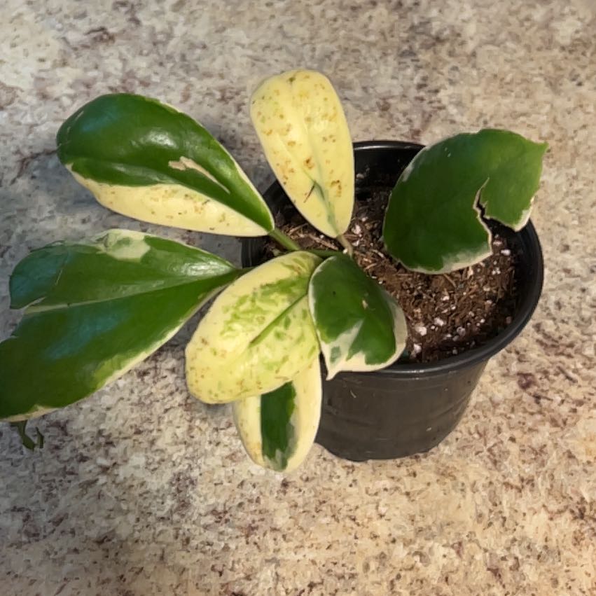 Photo of the plant species Hoya incrassata 'Albomarginata' by @CozyBiglaurel named Fernie Mercury on Greg, the plant care app