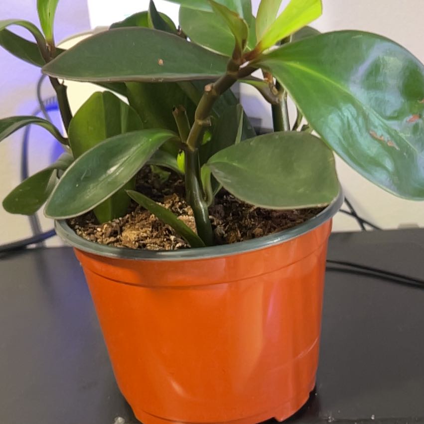 Photo of the plant species Arid-Land Peperomia by @CozyBiglaurel named Gobi Black Knight Peperomia on Greg, the plant care app