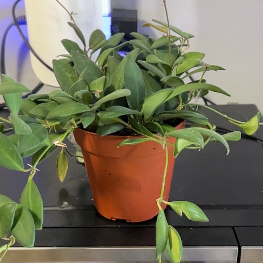 Photo of the plant species Hoya bilobata by @CozyBiglaurel named Robert Plant on Greg, the plant care app
