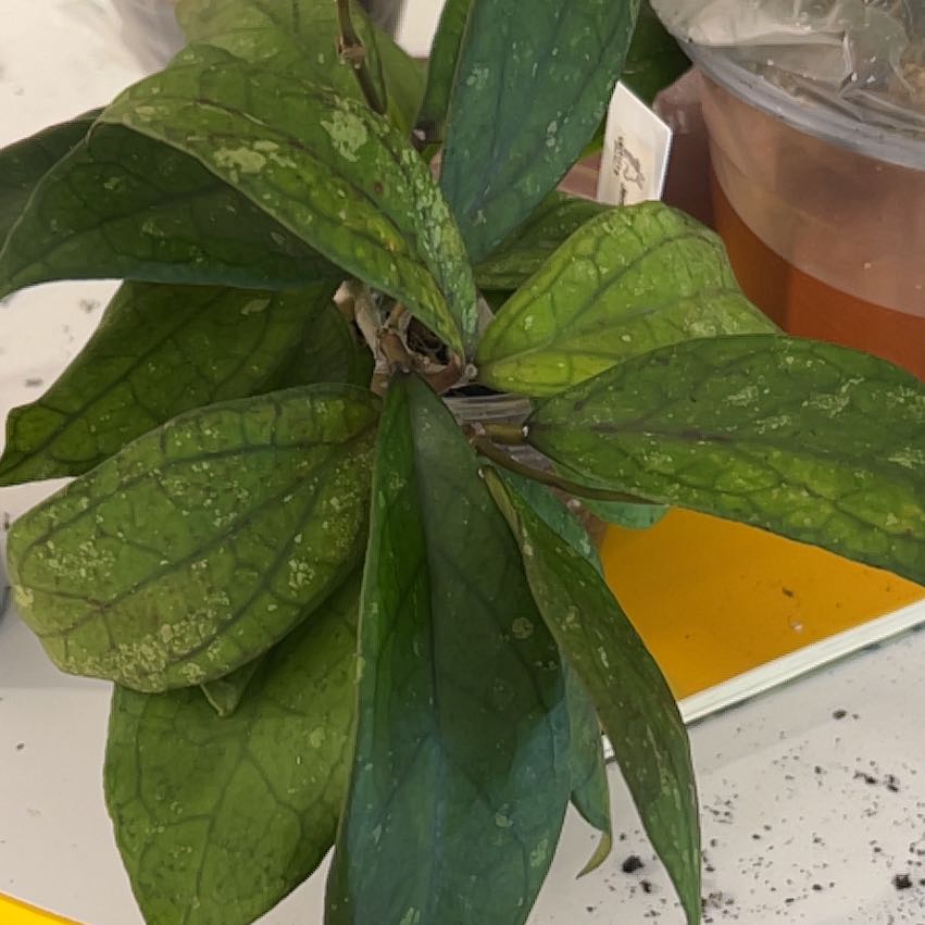 Photo of the plant species Hoya Jennifer by @CozyBiglaurel named Miley on Greg, the plant care app