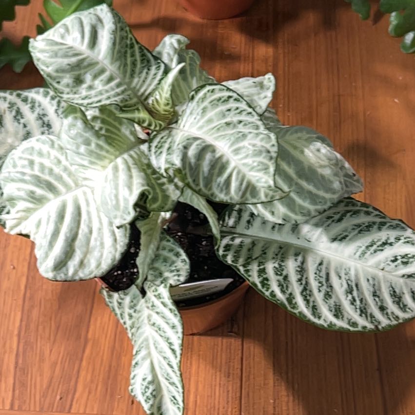 Photo of the plant species Aphelandra White Wash by @CozyBiglaurel named Gaga on Greg, the plant care app