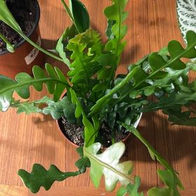 Photo of the plant species Fishbone cactus by @CozyBiglaurel named Plato on Greg, the plant care app