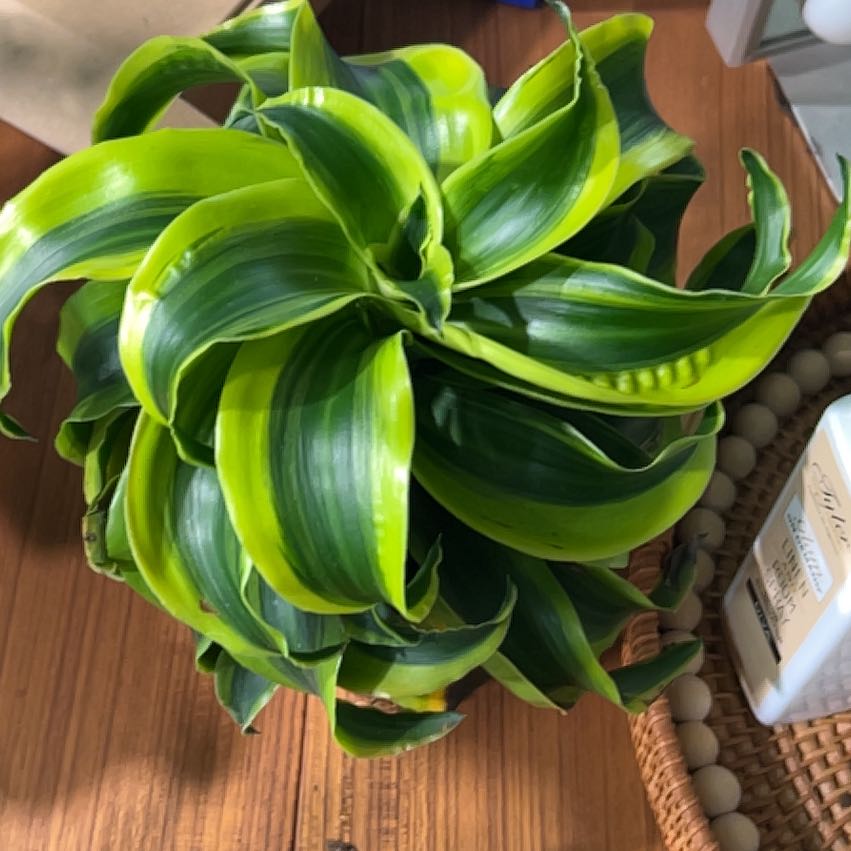 Photo of the plant species Dracaena Tornado Twisted by @CozyBiglaurel named Plato on Greg, the plant care app