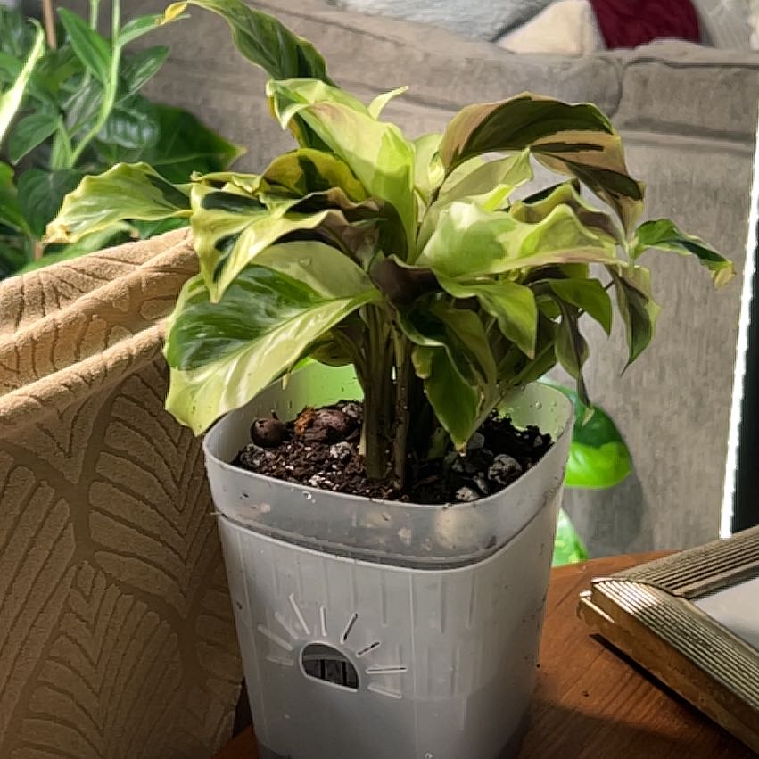 Photo of the plant species Calathea Yellow Fusion by @CozyBiglaurel named Plato on Greg, the plant care app