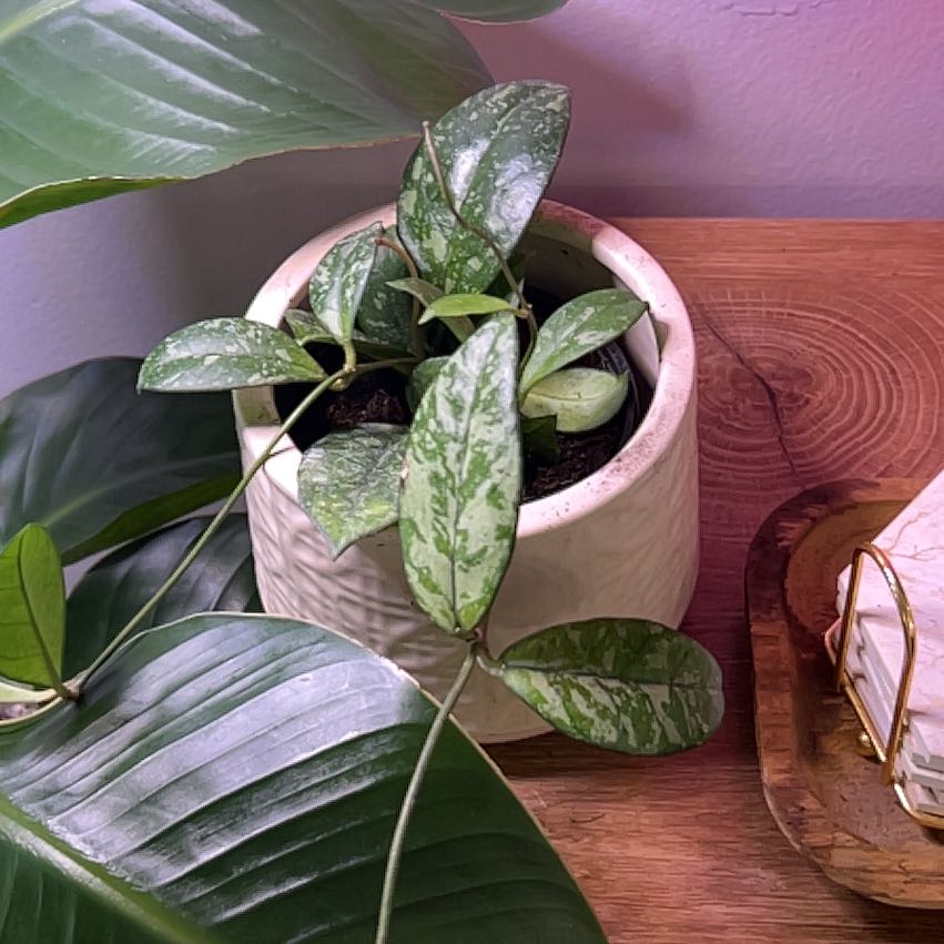 Photo of the plant species Hoya Crassipetiolata Splash by @CozyBiglaurel named Rosa on Greg, the plant care app