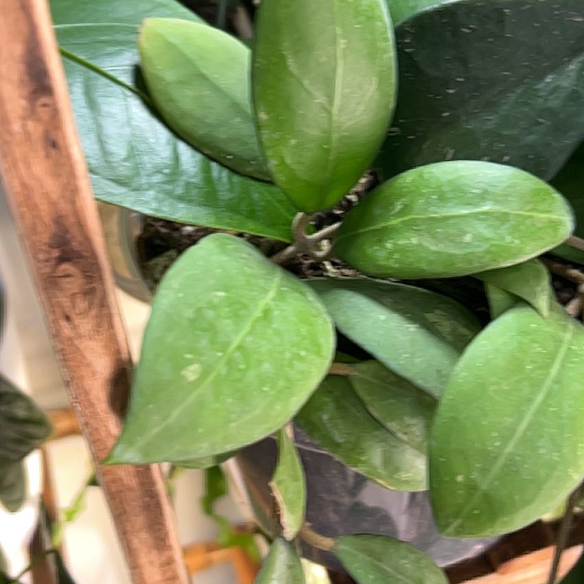 Photo of the plant species Hoya erythrostemma 'Shocking Pink' by @CozyBiglaurel named Diana on Greg, the plant care app