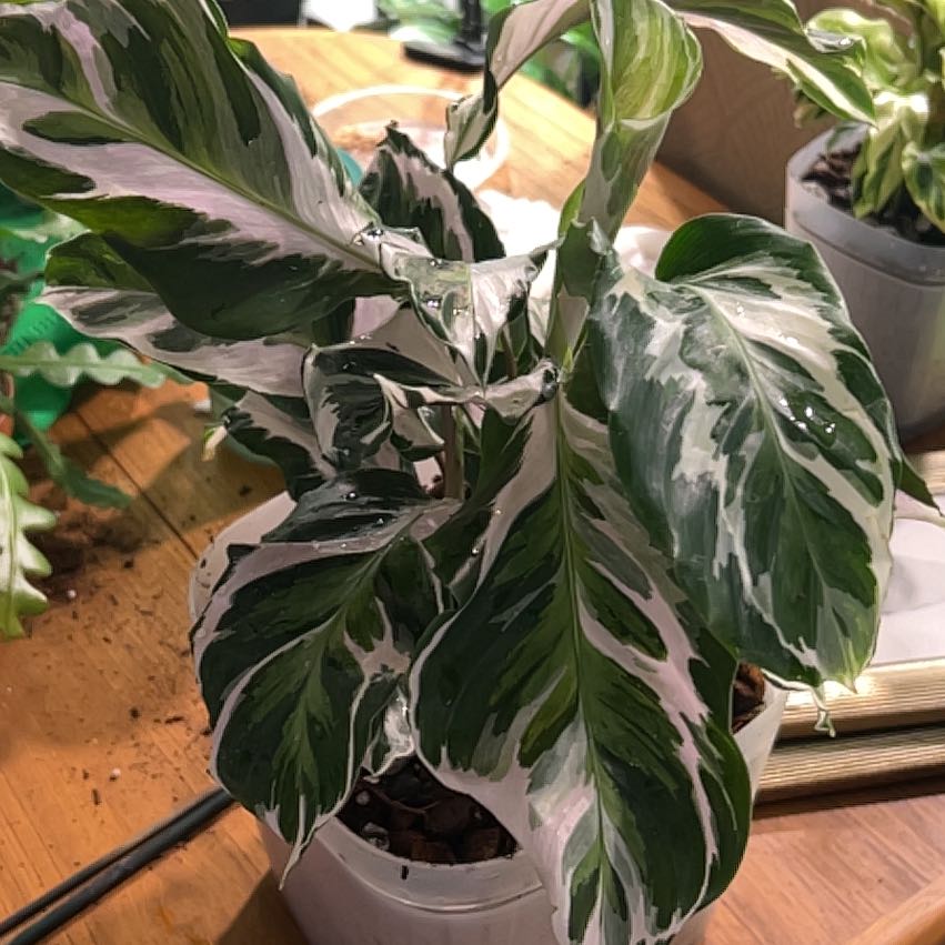 Photo of the plant species Calathea Stella by @CozyBiglaurel named Rainier on Greg, the plant care app