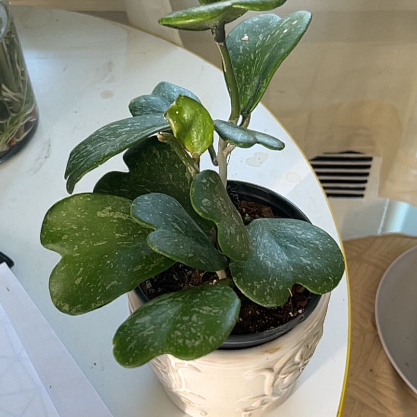 Photo of the plant species Splash Sweetheart Hoya by @CozyBiglaurel named Denali on Greg, the plant care app