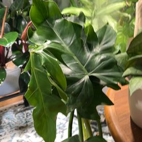 Photo of the plant species Philodendron mayoi by @CozyBiglaurel named Morgan Treeman on Greg, the plant care app