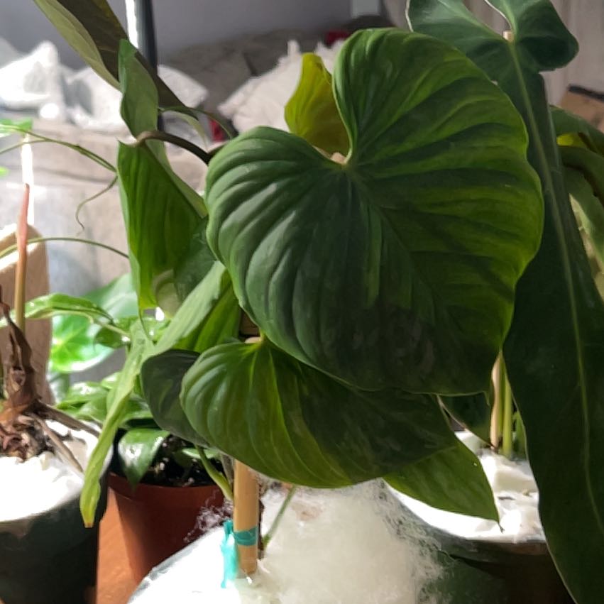 Photo of the plant species Philodendron 'Majestic' by @CozyBiglaurel named Mollie on Greg, the plant care app
