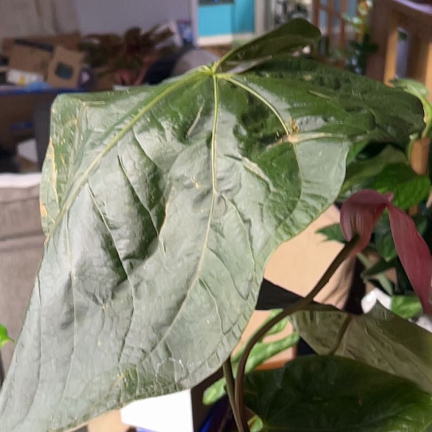 Photo of the plant species Anthurium 'Queen of Hearts' by @CozyBiglaurel named Sproutacus on Greg, the plant care app