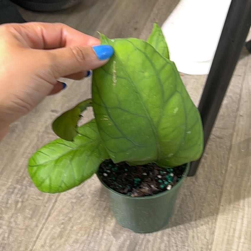 Photo of the plant species Hoya meredithii by @CozyBiglaurel named Muhammad Ali on Greg, the plant care app
