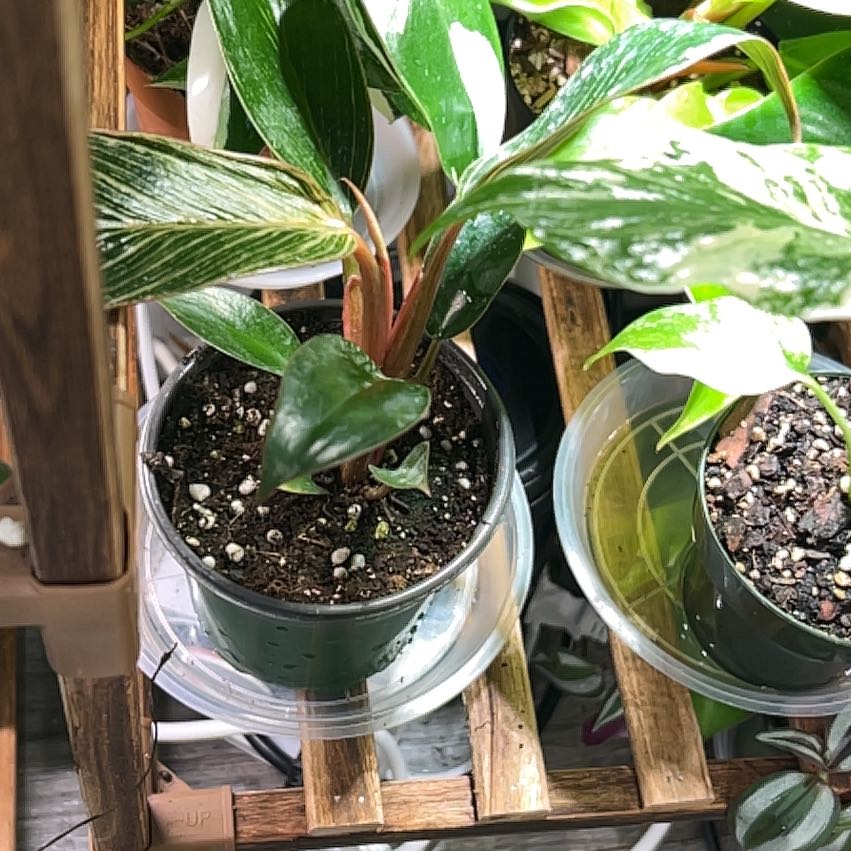 Photo of the plant species Pink Birkin Philodendron by @CozyBiglaurel named Clooney on Greg, the plant care app
