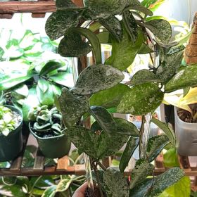 Photo of the plant species Waxplant by @CozyBiglaurel named Captain Plant-it Nova Ghost Hoya on Greg, the plant care app