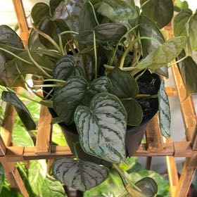 Photo of the plant species Pilodendron Brandi by @CozyBiglaurel named Lola on Greg, the plant care app