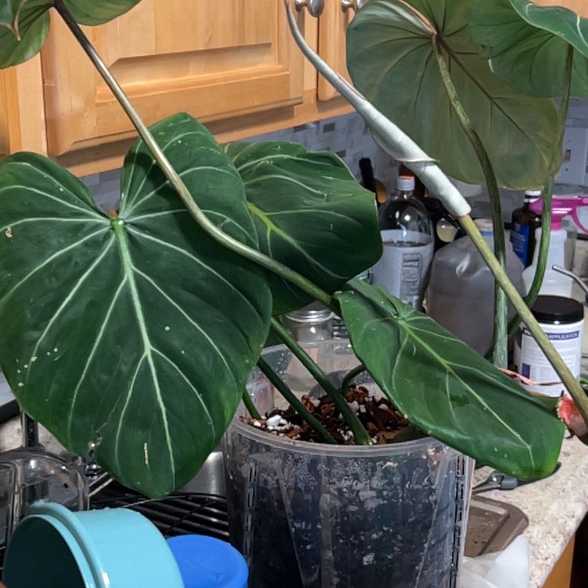 Photo of the plant species Philodendron Gloriosum Zebra by @CozyBiglaurel named McKinley gloriosum #2 on Greg, the plant care app