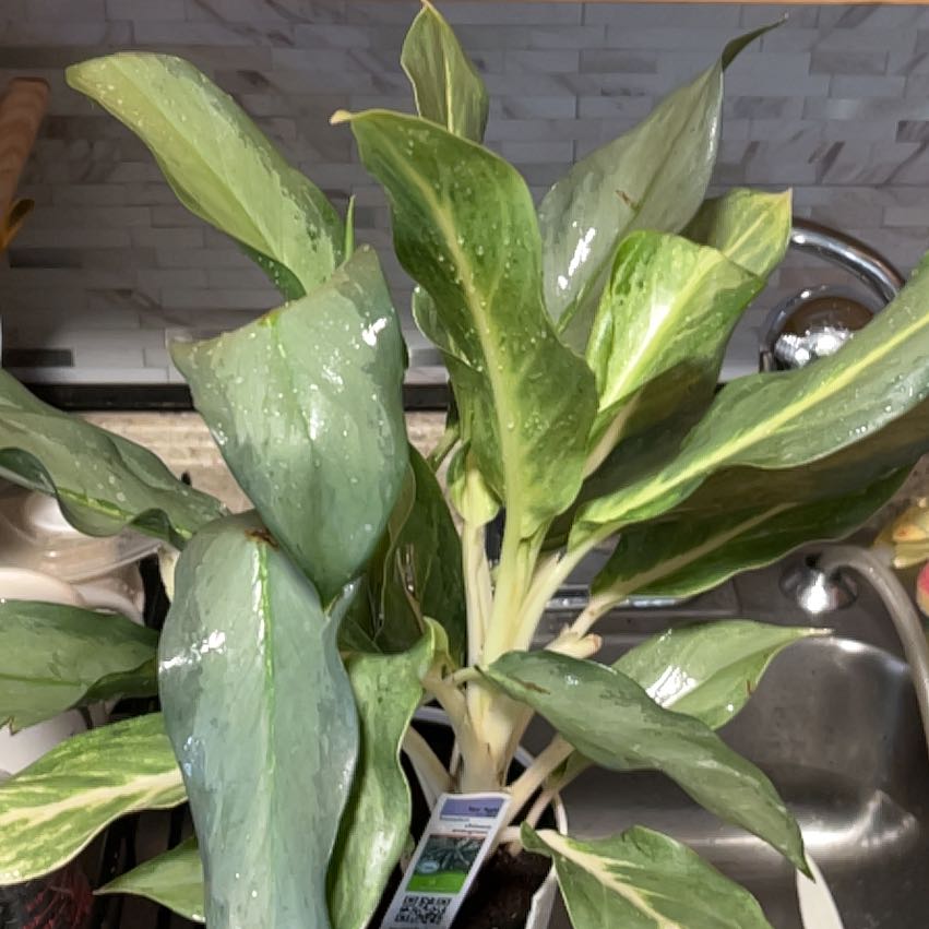 Photo of the plant species Silver Blue by @CozyBiglaurel named Lavender on Greg, the plant care app