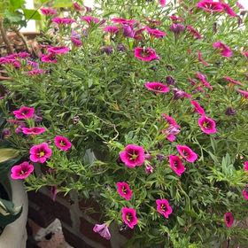 Photo of the plant species Million Bells by @CozyBiglaurel named LiloStitch on Greg, the plant care app