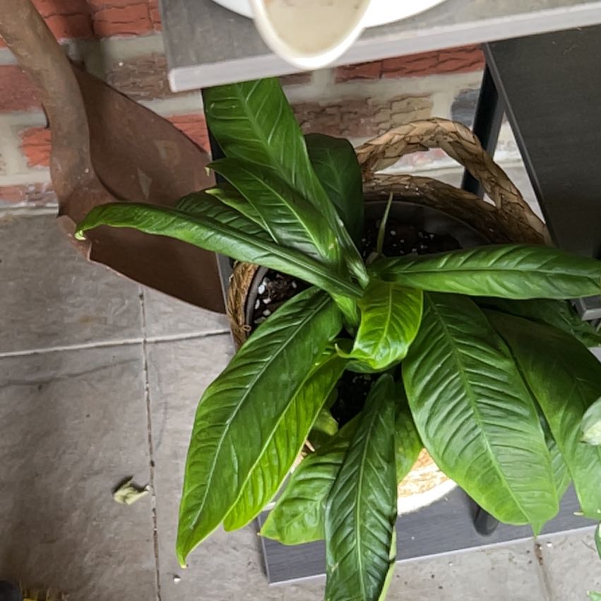 Photo of the plant species Philodendron campii 'Lynette' by @CozyBiglaurel named Lavender on Greg, the plant care app