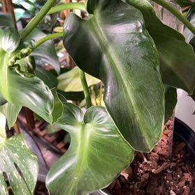 Photo of the plant species Philodendron Rugosum by @CozyBiglaurel named Dolores on Greg, the plant care app