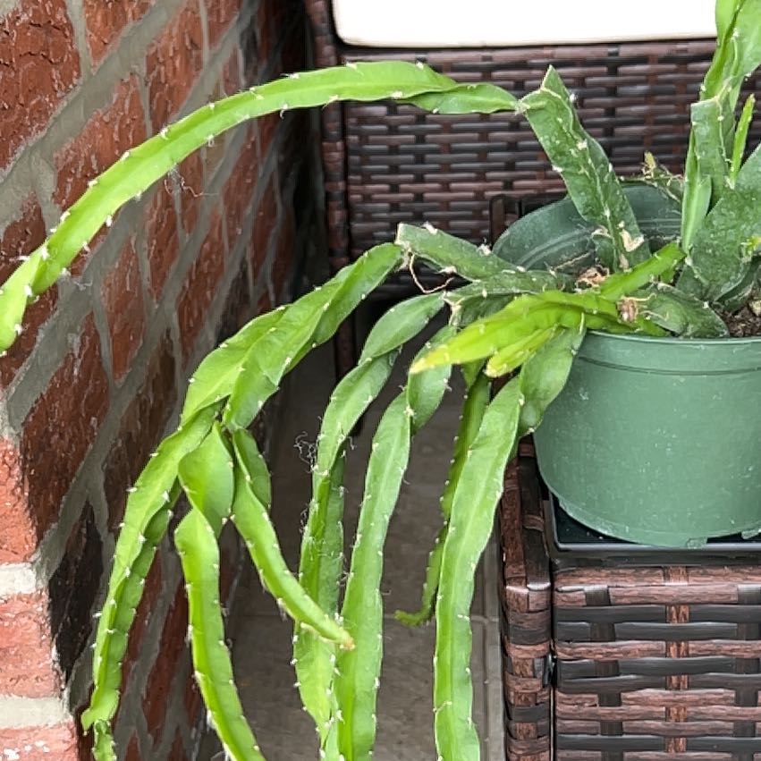 Photo of the plant species Cruciform Rhipsalis by @CozyBiglaurel named Daphne on Greg, the plant care app
