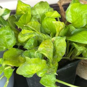 Photo of the plant species Pothos by @CozyBiglaurel named Gregarious neon Njoy on Greg, the plant care app