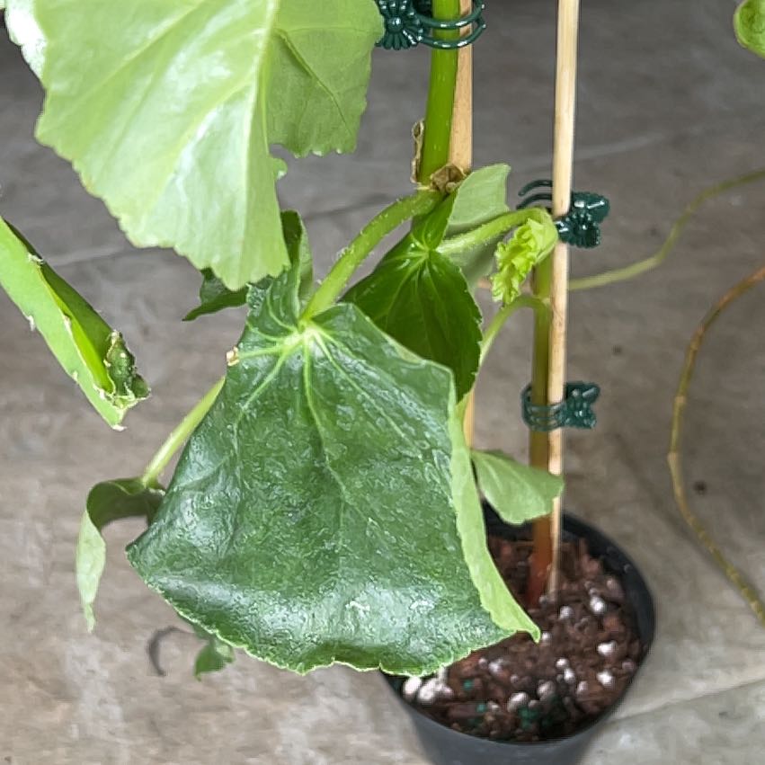 Photo of the plant species Hardy Begonia by @CozyBiglaurel named Harry on Greg, the plant care app