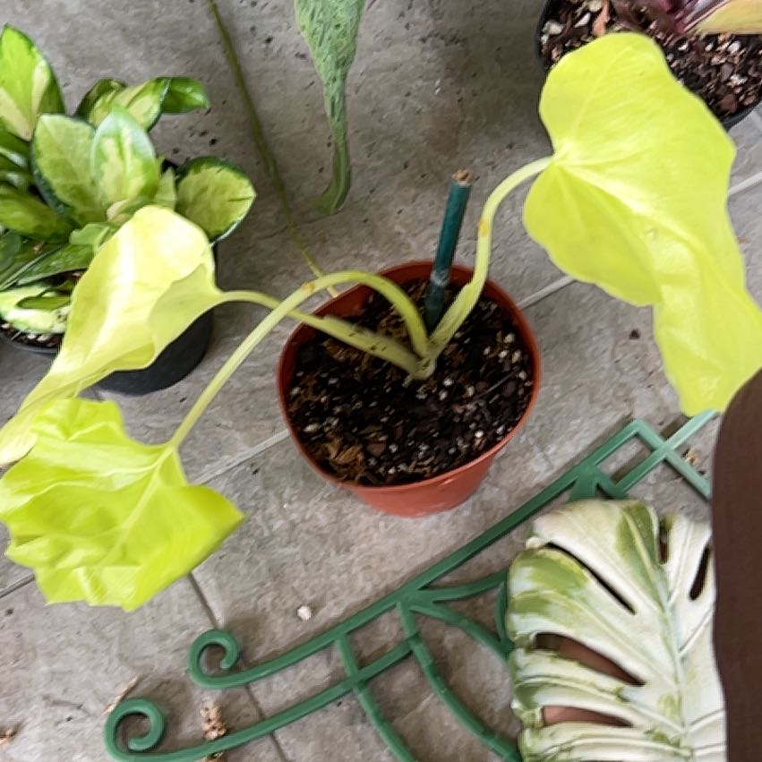 Photo of the plant species Philodendron warszewiczii by @CozyBiglaurel named Girlfrond on Greg, the plant care app